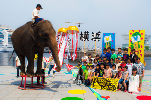 ©Nadegata Instant Party   PHOTO:427FOTO <br>《Elephant Shutter Chance》2014